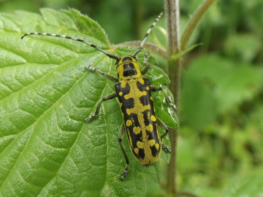 Saperda scalaris - létracincér