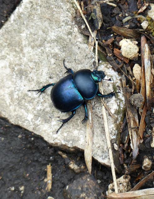Trypocopris vernalis - tavaszi álganéjtúró