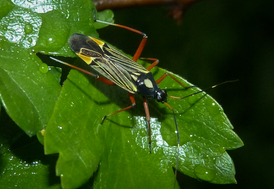 Miris striatus - sávos mezeipoloska