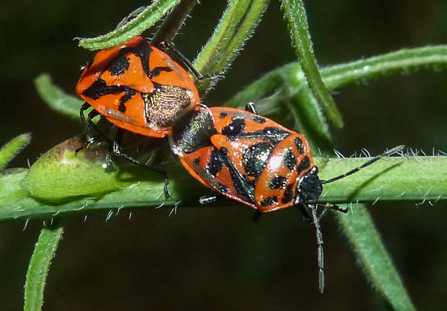 Eurydema ornata - díszespoloska Eurydema ornata - díszespoloska