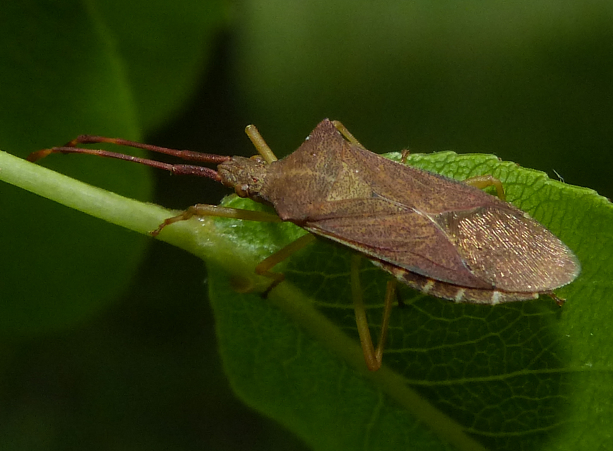 Gonocerus acuteangulatus - aranypetés karimáspoloska