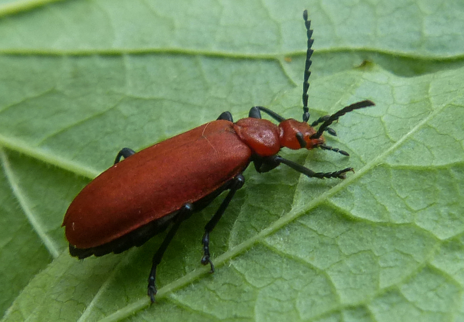 Pyrochroa serraticornis - közép-bíborbogár