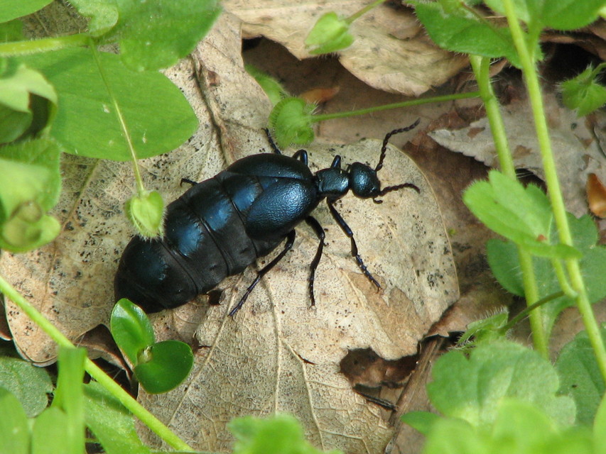 Meloe violaceus - kék nünüke