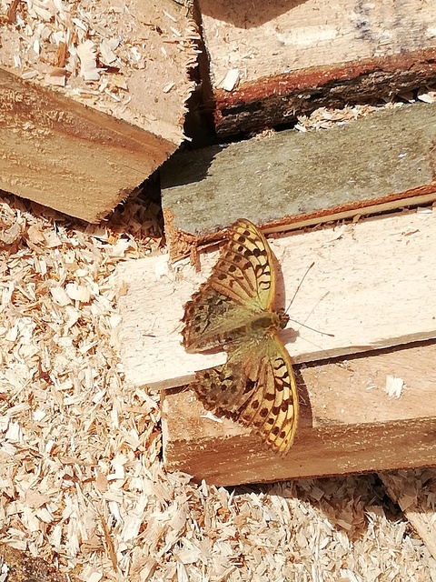 Argynnis pandora - zöldes gyöngyházlepke
