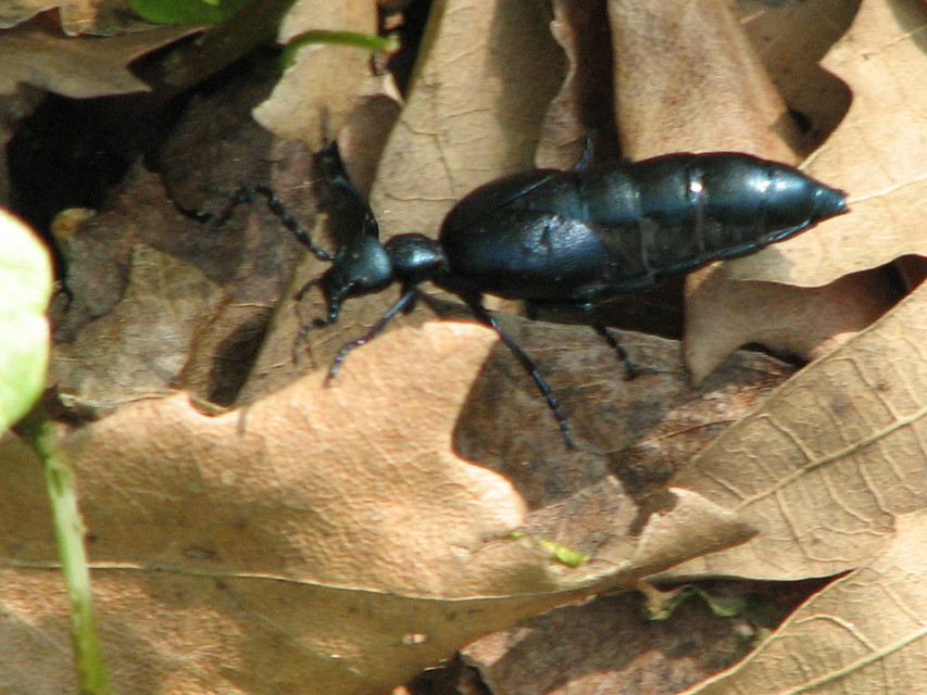 Meloe violaceus - kék nünüke