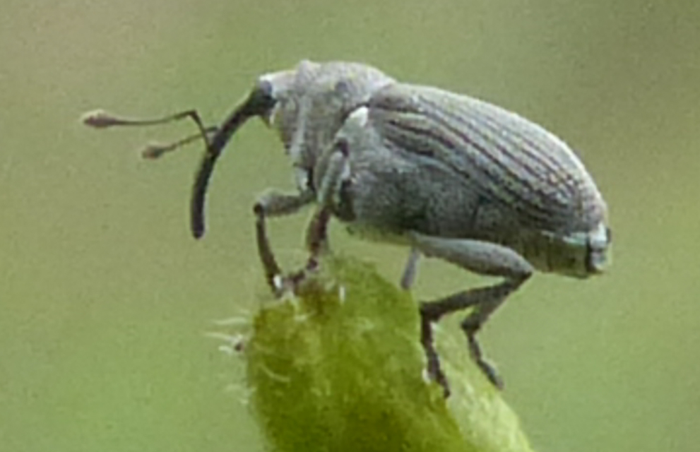 Ceutorhynchus obstrictus - repcebecő-ceutormányos