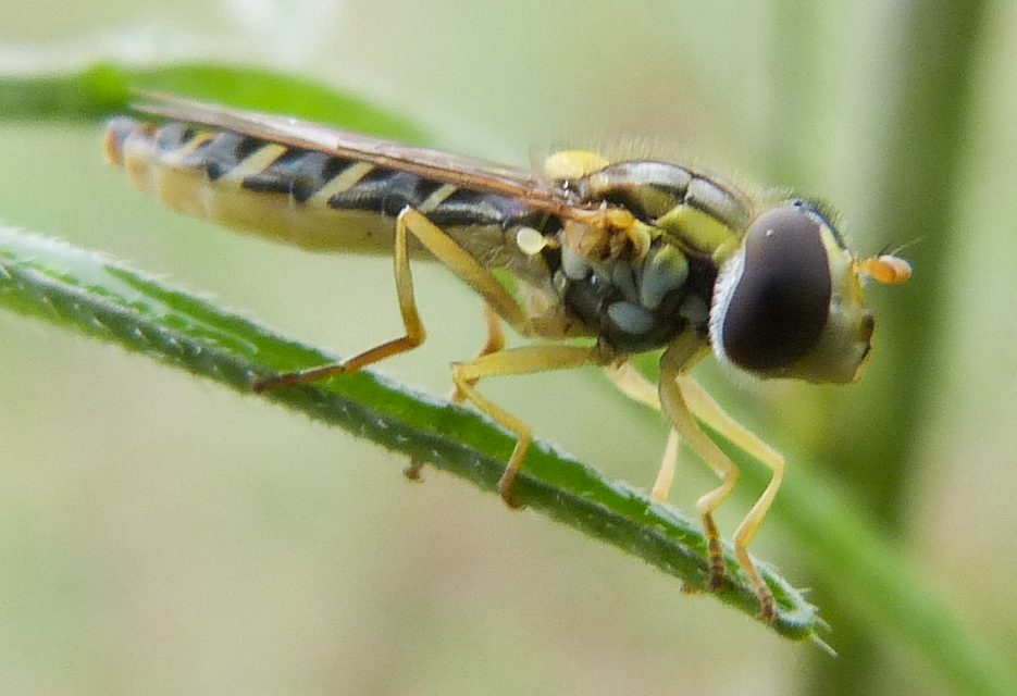 Sphaerophoria