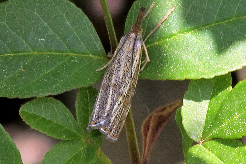 Thisanotia chrysonuchella - tavaszi fűgyökérmoly