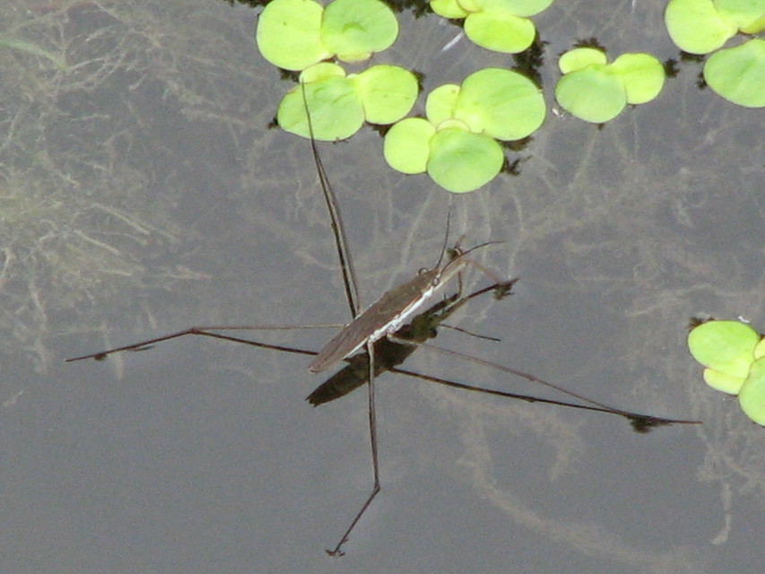 Gerridae - molnárpoloskák