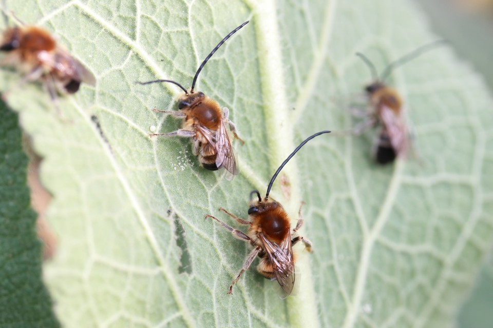 Eucera