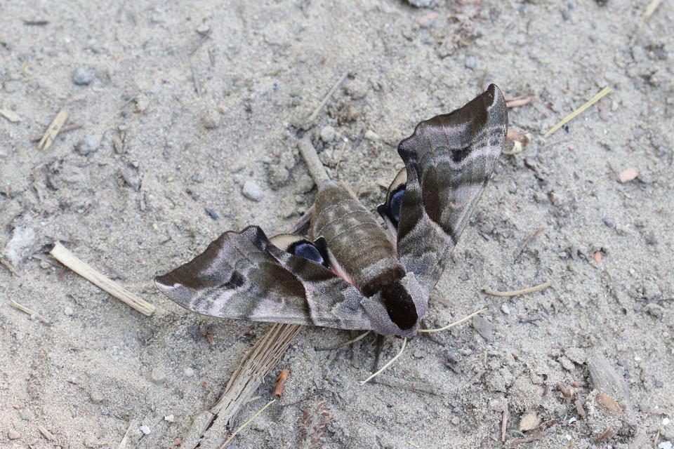 Smerinthus ocellatus - esti pávaszem