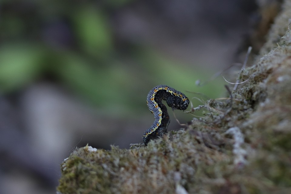 Artiora evonymaria - kecskerágó-araszoló