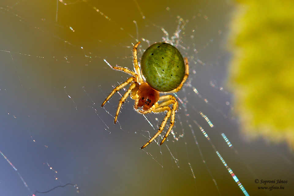Araniella