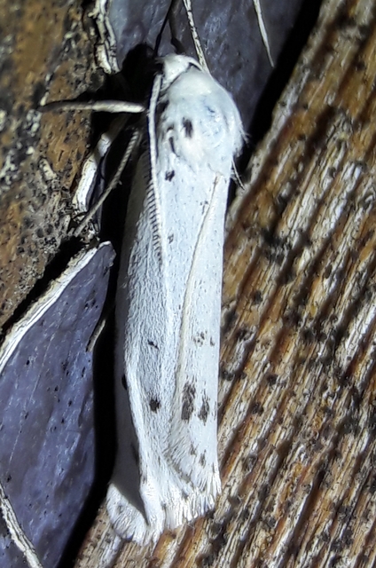 Coscinia cribraria - pettyes molyszövő