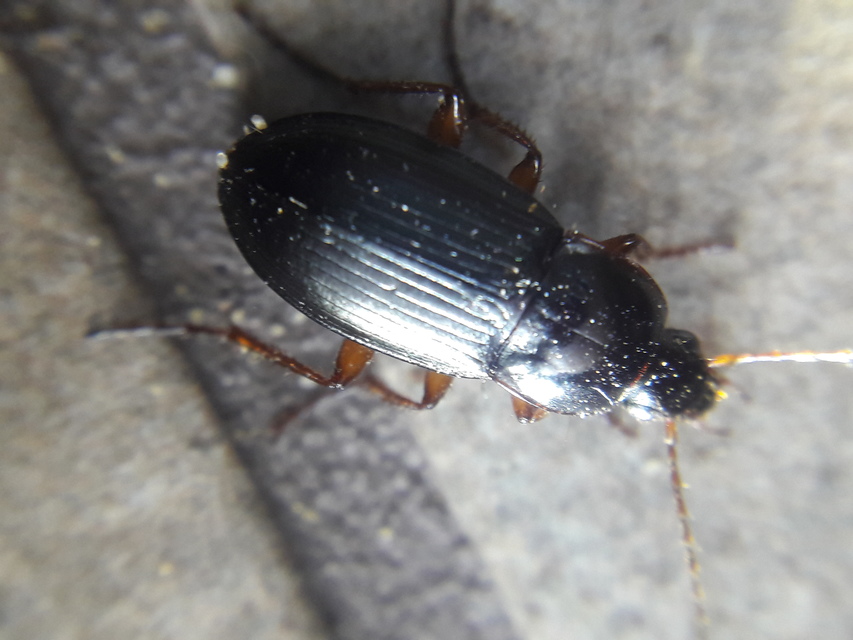 Calathus erratus - pusztai tarfutó