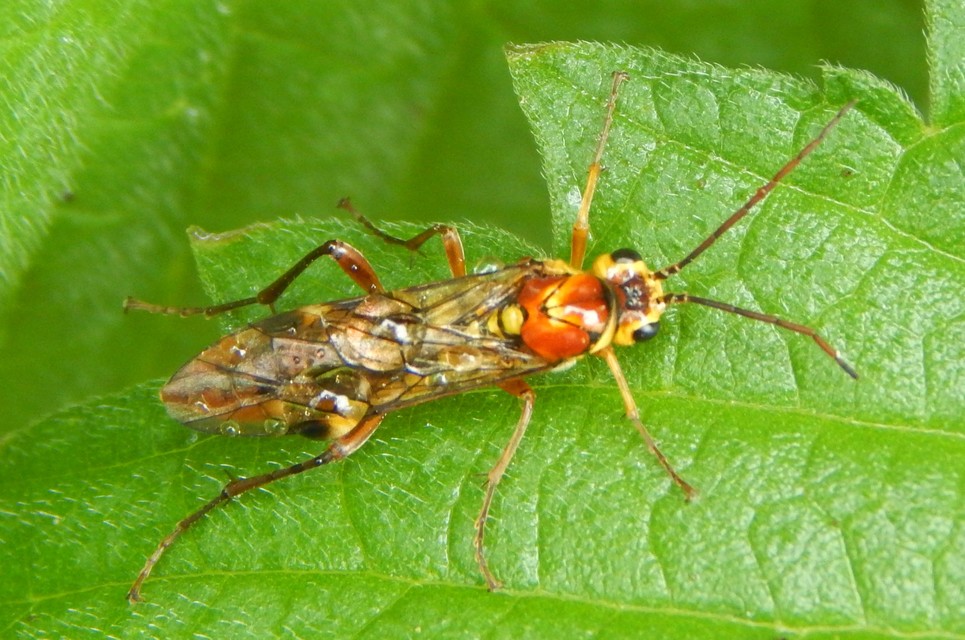 Tenthredinidae - valódi levéldarazsak