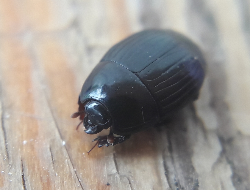 Atholus duodecimstriatus duodecimstriatus - tizenkétbarázdás sutabogár