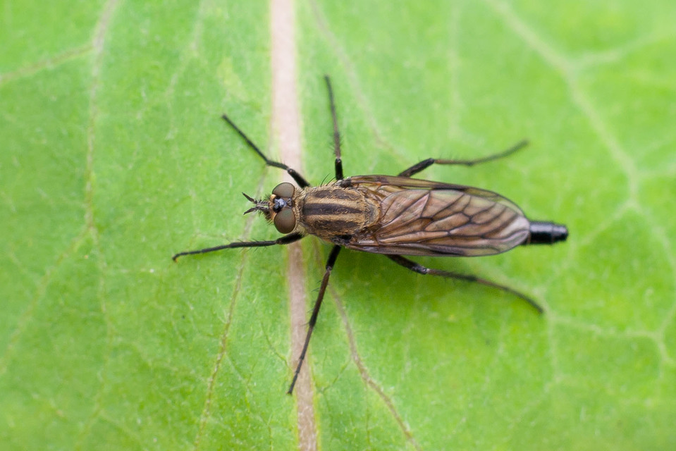 Thereva rustica