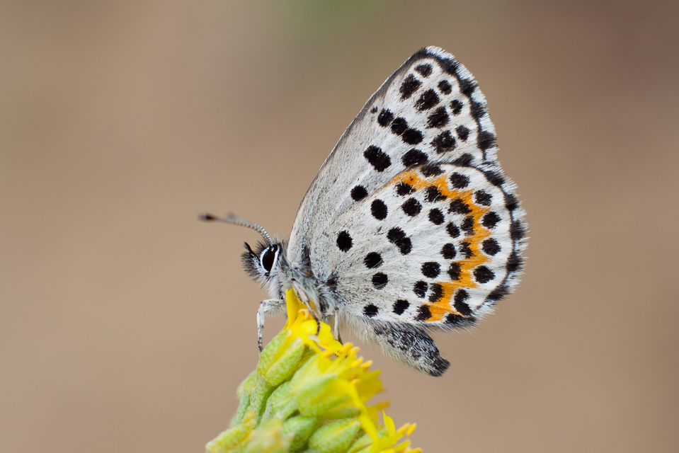 Scolitantides orion - szemes boglárka
