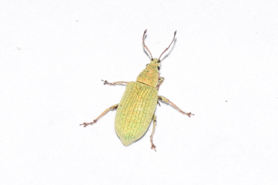 Phyllobius virideaeris - halványzöld levélormányos