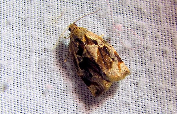 Archips crataegana - cseresznyeilonca