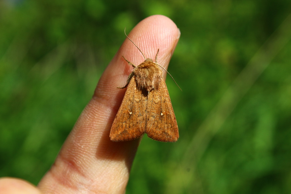 Mythimna albipuncta - fehérpettyes rétibagoly