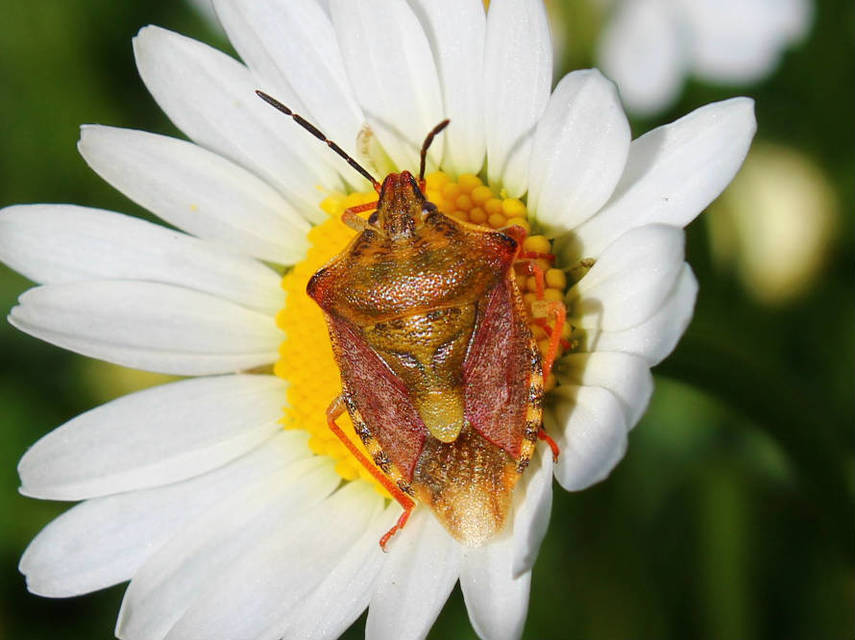 Carpocoris Carpocoris