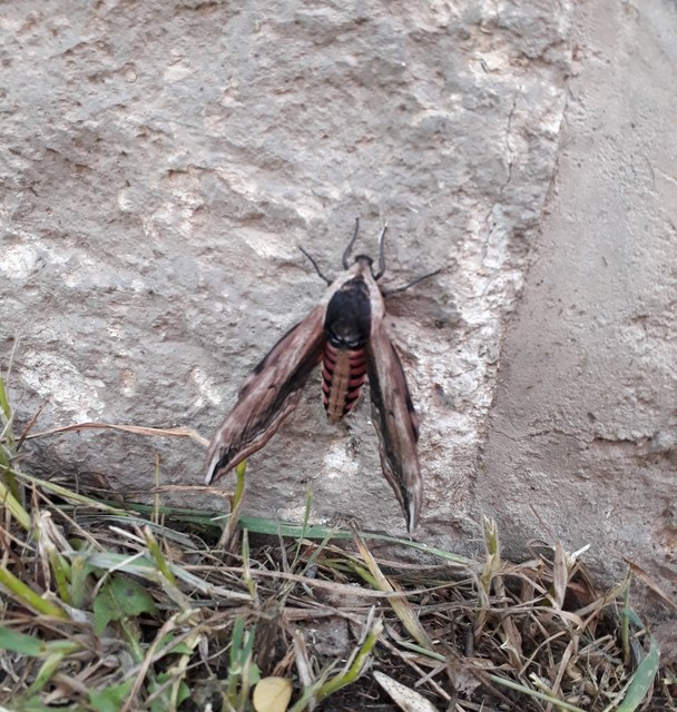Sphinx ligustri - fagyalszender