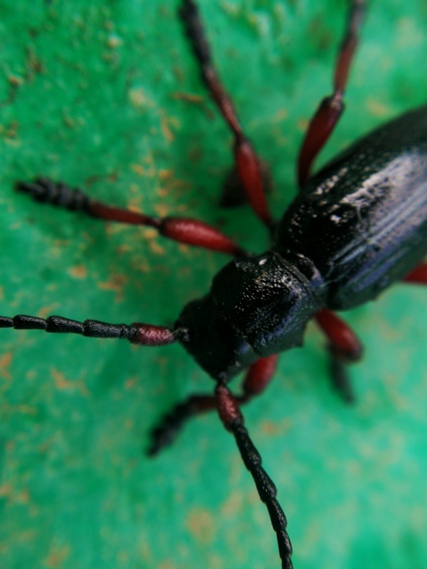 Dorcadion pedestre - kétsávos gyalogcincér