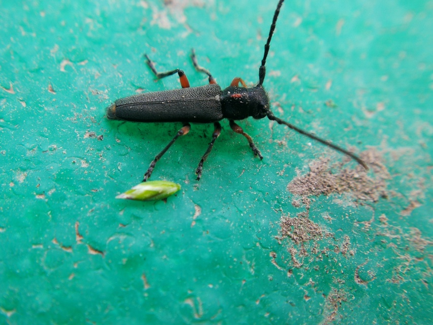 Phytoecia pustulata - parányi fűcincér