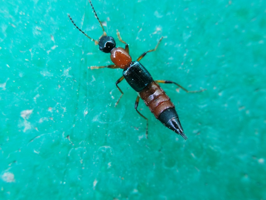 Paederus