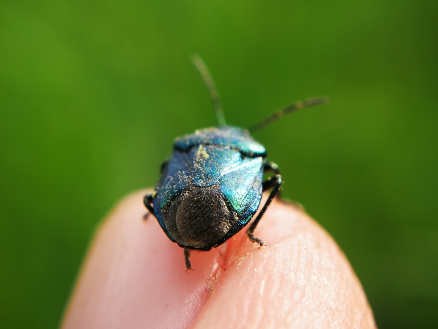 Zicrona caerulea - acélkék poloska Zicrona caerulea - acélkék poloska