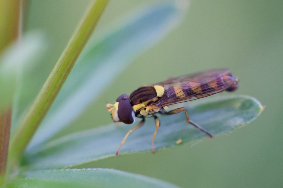 Sphaerophoria