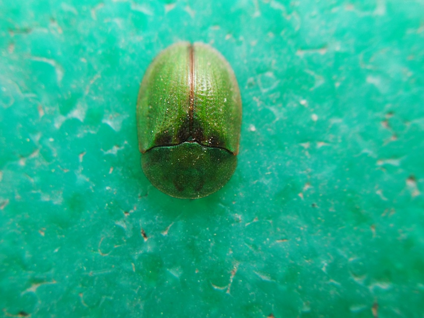 Cassida Cassida