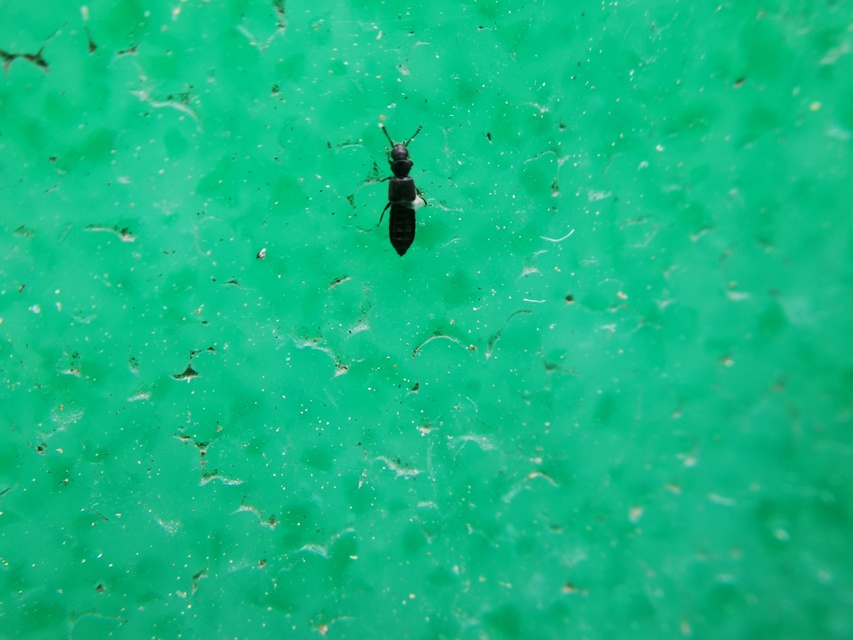 Carpelimus Carpelimus