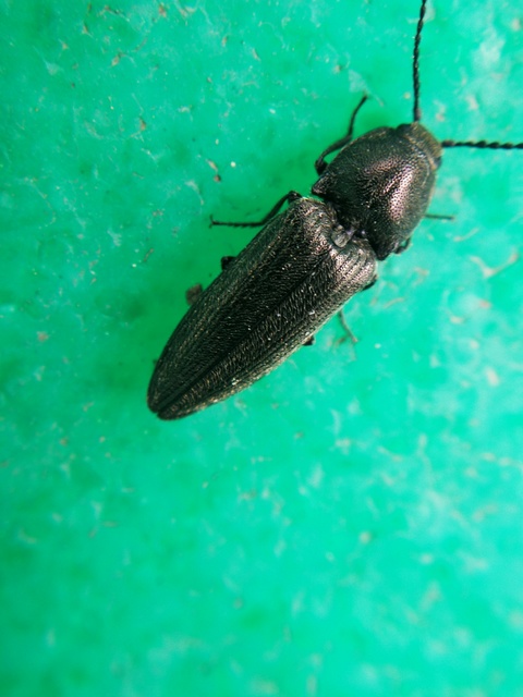 Cidnopus pilosus - szőrös pattanó