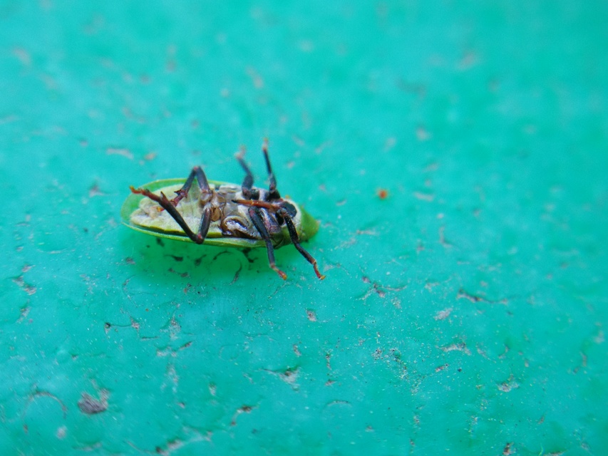 Tettigometra
