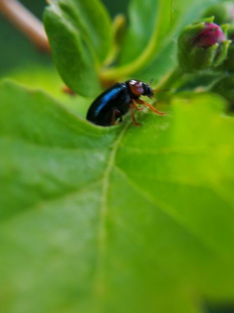 Smaragdina
