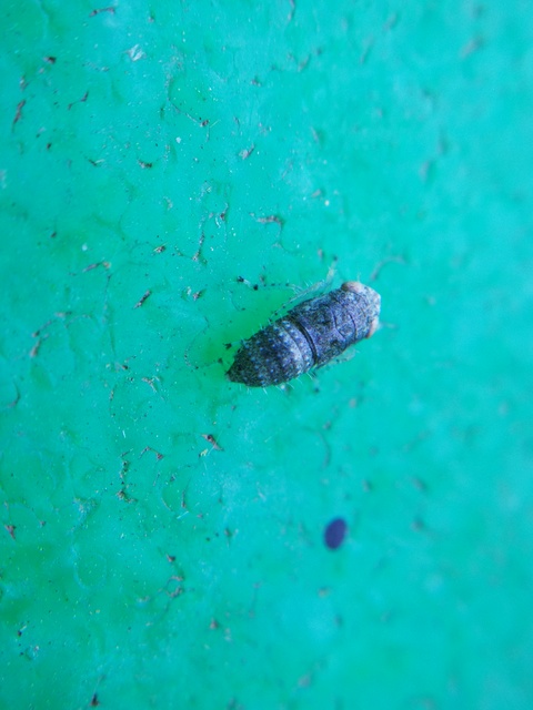 Cicadellidae - mezeikabócák