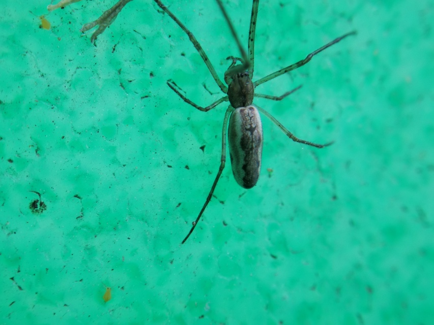 Tetragnatha