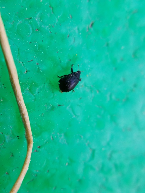 Rhamphus Rhamphus