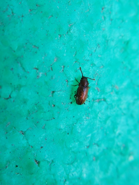Cryptophagidae - penészbogárfélék