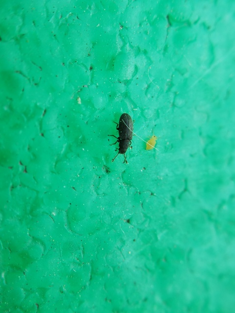 Berginus tamarisci - hengeres gombabogár