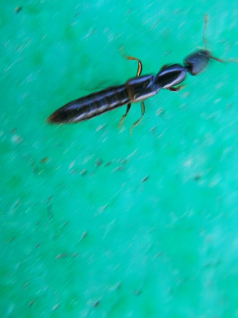 Xantholinus Xantholinus