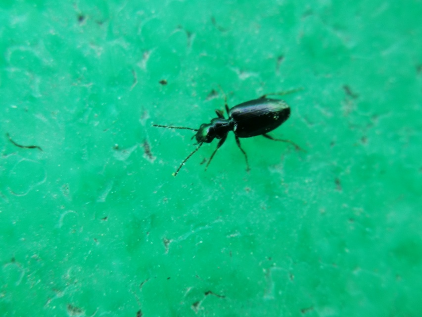 Syntomus obscuroguttatus - négyfoltos gyökérfutó
