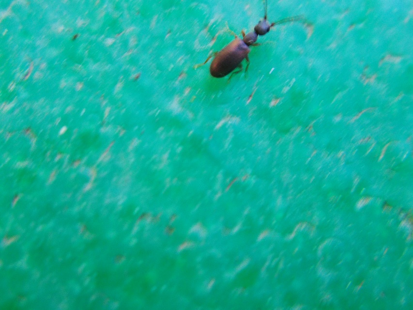 Endomia tenuicollis - keskenynyakú fürgebogár
