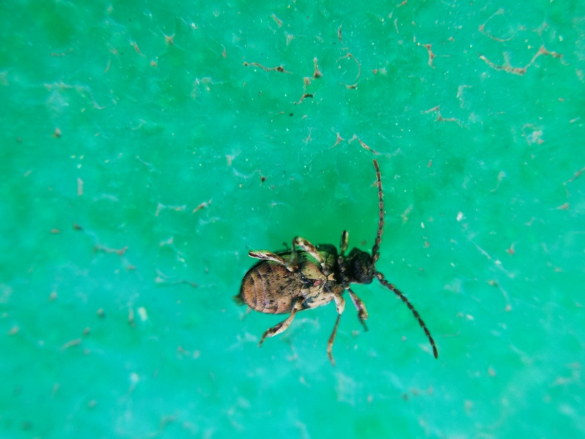 Ptinus variegatus