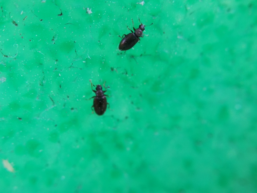 Latridiidae - pudvabogárfélék Latridiidae - pudvabogárfélék