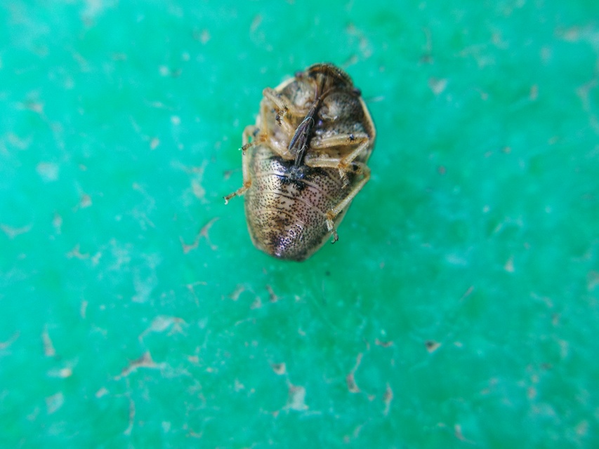Neottiglossa leporina - sárgahasú címerespoloska Neottiglossa leporina - sárgahasú címerespoloska