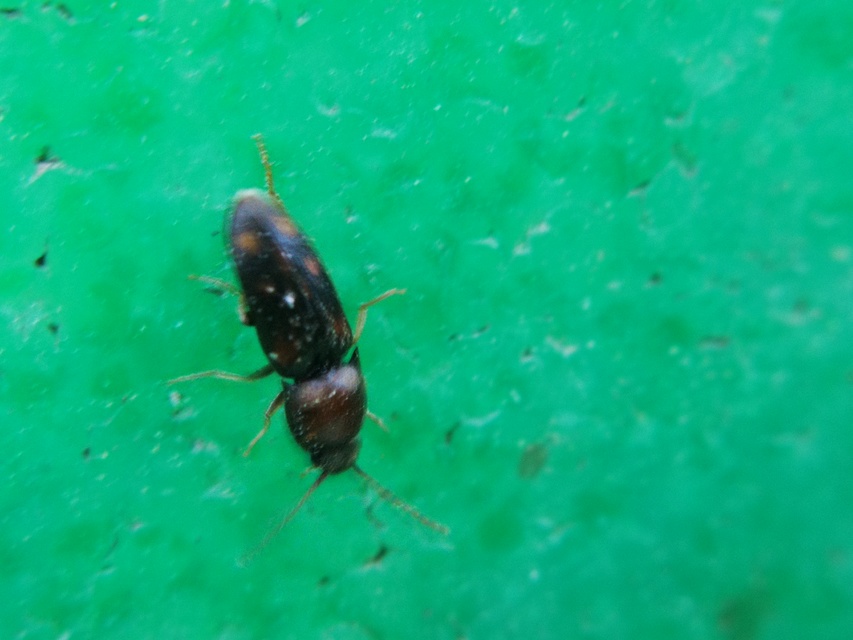 Drasterius bimaculatus - változékony pattanó